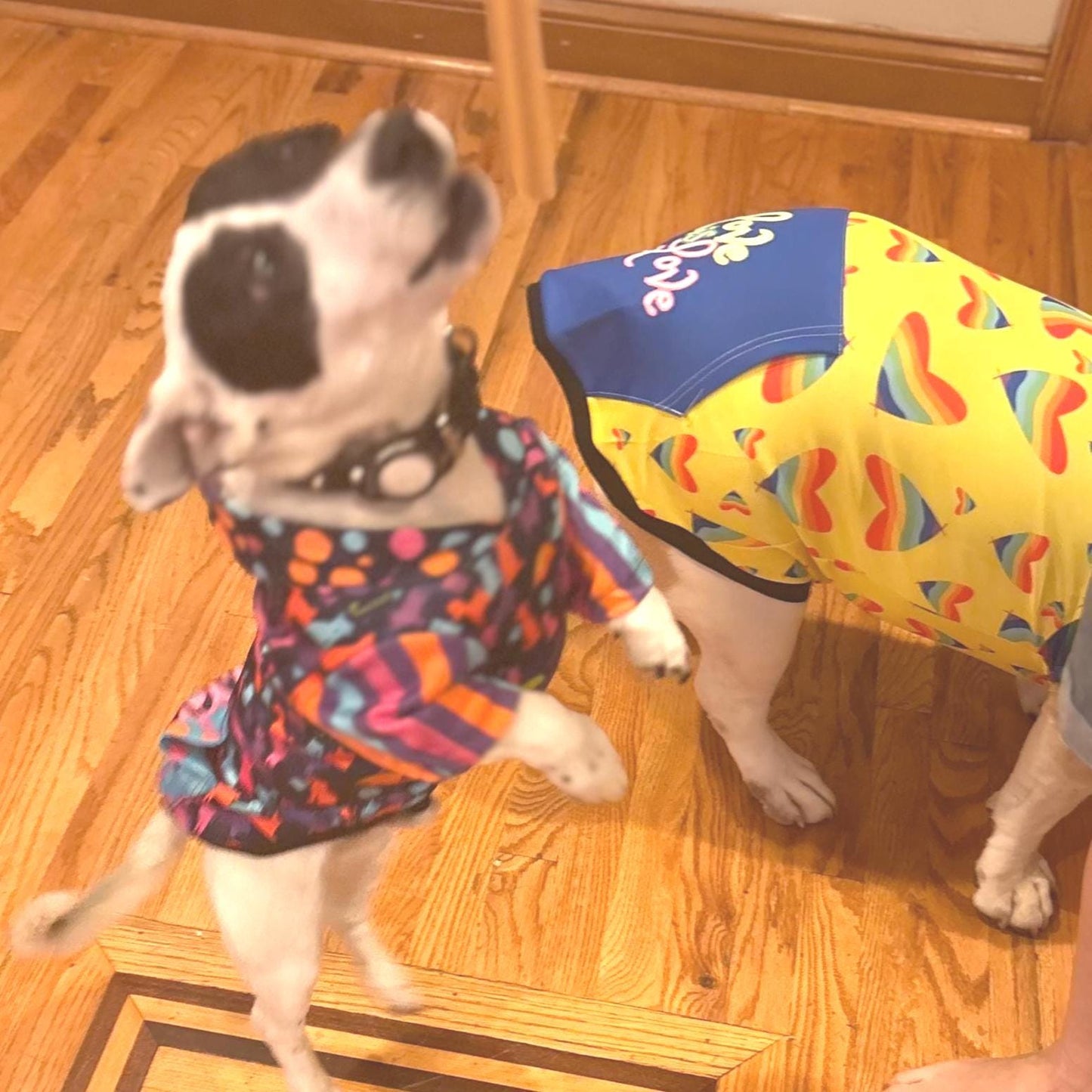 Colorful Snack Pack Print Dog Hoodie in Blue - Large Pet Clothing, Mothers day Gift, Fathers Day Gift, Dog Lovers Gift
