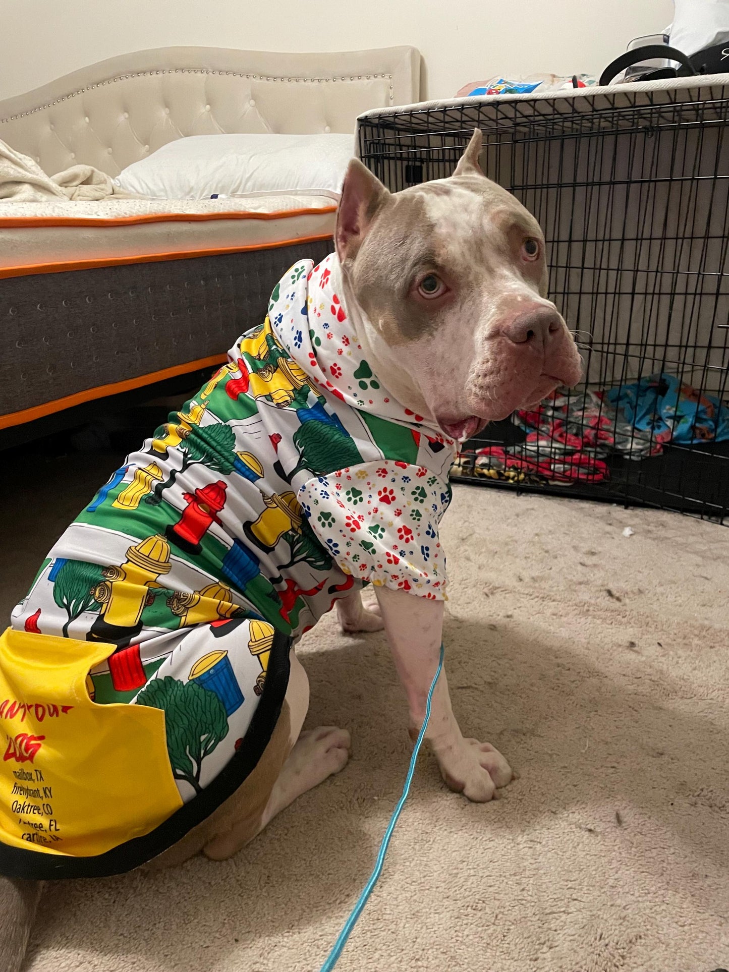 City Streets with Warning Sign, Stops for Squirrels and Snacks, Pet Hoodie for Dogs, Fun Car Driving, Matching Tee or Hoodie Available